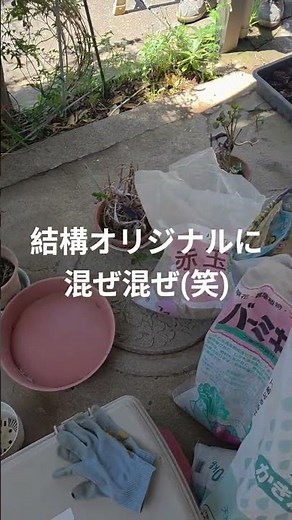 #畑の達人に聞けない時間 カランコエの植え替え、剪定色々やりましたの巻 20260504撮影 #ガーデニング
