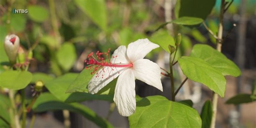 Plant adoption program nurtures appreciation of native flora