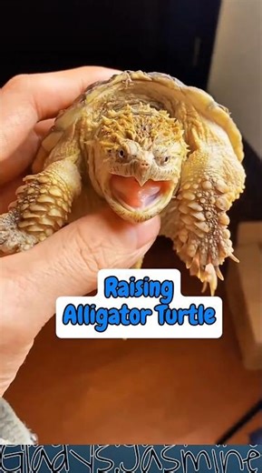 Alligator Snapping Turtle Gagal Budidaya🐢