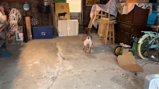 angus0261 (@angus0261)’s videos with Problem Child - AC/DC