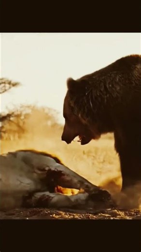 lions vs bear fight #animals #tiger