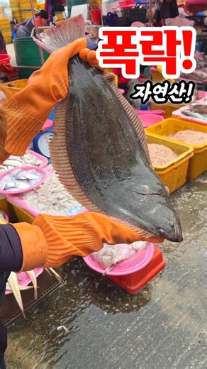미녀 사장님 물고기 폭락! 울상자연이 어쩌다 #국내산 #시장 #물고기 #바다 #먹거리