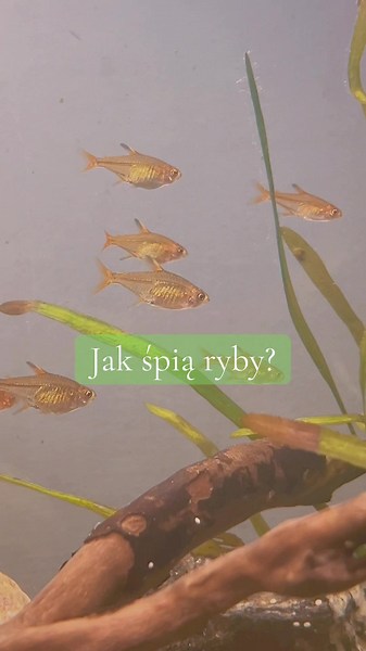 Jak śpią ryby w akwarium? Odkryj tajemnice
