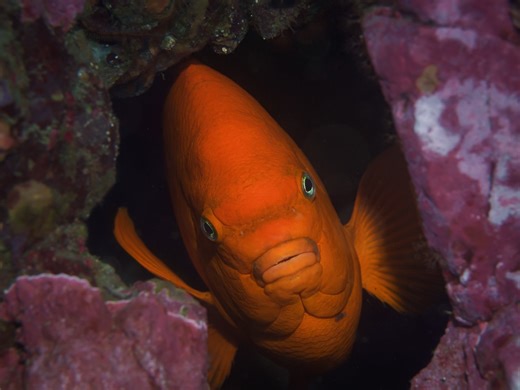 Anahí Bermúdez | Algunas peces que encontramos buceando en Ensenada🌵🌊 Ahora ustedes califiquen estos protagonistas 🐟✨ 1️⃣Garibaldi (Hypsypops rubicundus)🧡... | Instagram