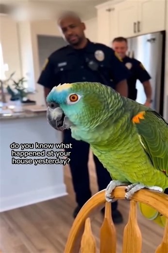 2.8K views · 65 reactions | The Parrot Is Now a Marriage Counselor | Mr.Scarlet Macaw | Facebook