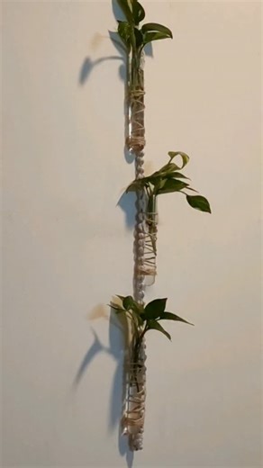 Rupa Sheth on Instagram: "DIY Easy Hanging Propagation Station 🌿💚 #fblifestyle #propagationstation #diy #plantdecor #fypシ゚viral"