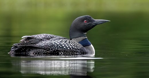 Common Loon Identification, All About Birds, Cornell Lab of Ornithology