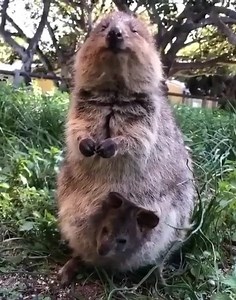 26K views · 1.1K reactions | Cute baby quokka with her baby ❤️ | Animals World | Facebook