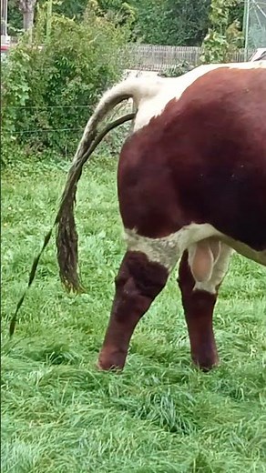 Cow pooping + Bull pooping + Cow diarrhea #poop #blooper