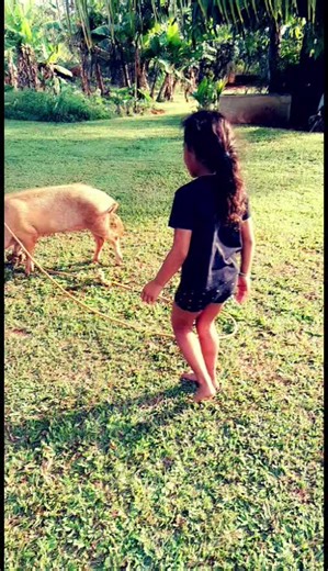 pig