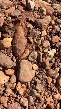 This one is going straight to the display case!🔥#arrowhead #artifacts #arrowheadhunting #creeklife