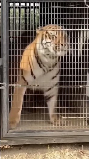 Man Unlocks Tiger’s Cage — Real Rescue Moment! 🐅 #wildlifeshorts #realnature #wildlifedocumentary