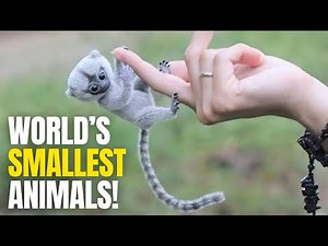 12 Lightest Animals on Earth | Tiny Creatures You Won’t Believe Exist!