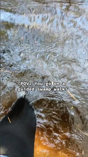 POV: you take a swamp walk tour #adventure #everglades #wildlife #evergladesnationalpark #swamp