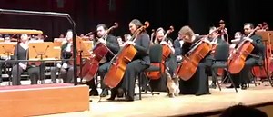 Ce chat est très à l'aise avec les musiciens de ce grand orchestre. Mélomane, il se prend pour le chef d'orchestre et accompagne l'orchestre durant tout le concert. Guide Pratique d'un Nouveau Chat de 150 pages, gratuit ici : http://www.laviedeschats.com/gratuit | LaVieDesChats.com