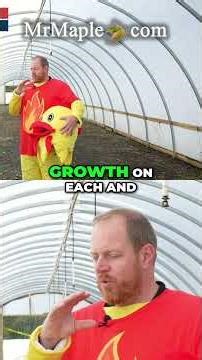 Acer palmatum 'Red Panda' Lives Up To The Hype!