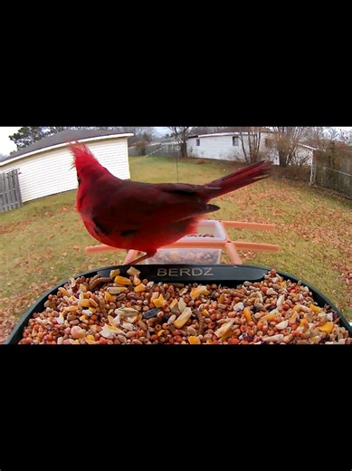 Cardinal Visits: A Special Christmas Day Wonder