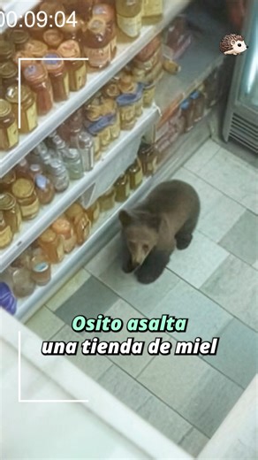Se desmayó por el exceso de azúcar #animales #historiasdeanimales #osos #animalesdivertidos | MiniEspín
