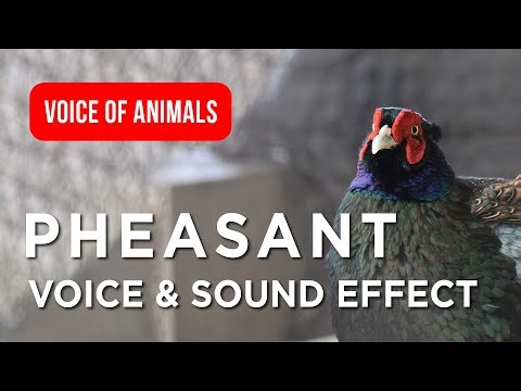 Pheasant Voice & Original Nature Sound for Kids | 🐦 Animal Talking, Close-Up View #animals #birds