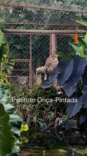 Uma abençoada noite!!! É o que nós do Instituto Onça-Pintada /Jaguar Conservation Fund desejamos a todos!!🐆🐾. AM SEMAD N. 0007/2023 | Instituto Onça-Pintada