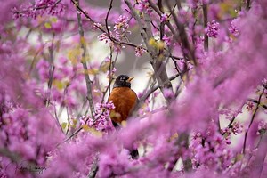 Robin Print | Bird With Flowers Photo | Pink Floral Photograph | Bird Photography | Spring Wall Art | Backyard Bird Home Decor - Etsy