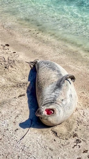 🏜Baja California Sur, Mexico🇲🇽 on Instagram: "Magical Baja… a place that never ceases to amaze ♥️ #bajacaliforniasur #animalencounters #bajawildlife #visitbajasur #naturephotography"