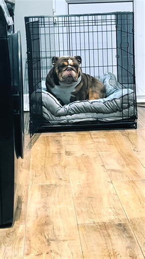 7.4K views · 331 reactions | The way he side eyes me from outside 梁 #garythebulldog2 #Gary #britishbulldog #garythebulldog #englishbulldog #KingGary #bulldog #bulldogs | Gary2 | Facebook