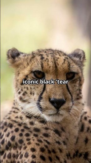 Leopards vs Cheetahs: Spot the Difference!