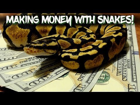 Making Money with Snakes!