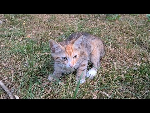 Little Kitten being attacked by adult cat.
