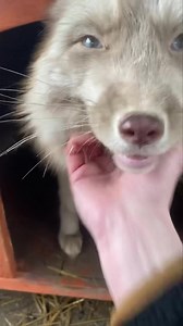 118K views · 10K reactions | Happy Space Alien Fox Wednesday! Is that...