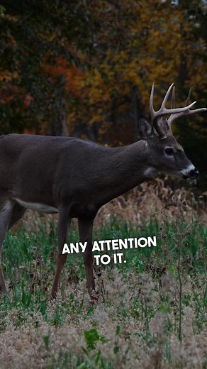 Tip of the day: Set in pallets where you want to put a ground blind! #deerhunting #deerszn #hunting #huntingszn #huntingtiktok #huntingtips #tipsandtricks #bowhunting #groundblind #rut #deerrut #buckrut #monsterbucks #mosterwhitetails #bigbucks #bigracks #november #fall #fyp #4u