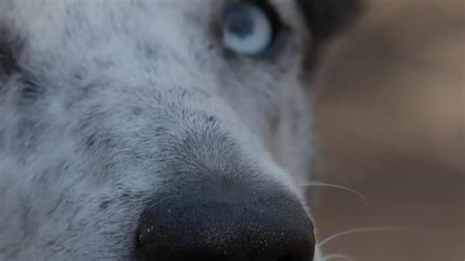 Beloved Koala-Detection Dog Retires After 10 Years of Service