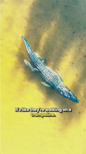 Geckos Water Running Wonders