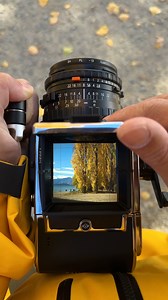 🔴 Who spotted this charming little red mushroom? With the classic 203FE paired to the digital CFV 100C back, every frame becomes a bridge between history and modern precision, capturing not just an image, but the joy of the hunt. 📸 @elegy_chen, 203FE & CFV 100C #Hasselblad #203FE #CFV100C #MediumFormat #FilmMeetsDigital #PhotographyJourney | Hasselblad