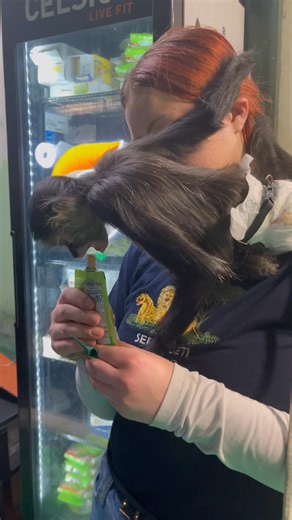 The Primate Sanctuary is proud to partner with SUNY Niagara’s Animal Management program to give students a once-in-a-lifetime, hands-on learning experience. Our interns learn every aspect of primate rescue and care—safety, enrichment, rehabilitation, medical training, diets, and proper primate handling. Plus, they leave with stories they’ll be telling their grandkids one day! We love this program, the students, and the professors. If you dream of working with exotic animals, the SUNY Niagara Ani