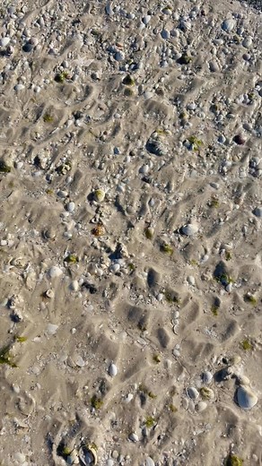 🌴 Virtual shell hunt time! Drop your timestamp when you spot the shell! 👇 | Florida Shelling Fanatics