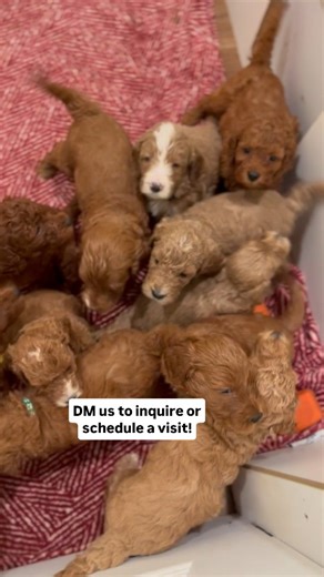 Ponsonby Paws on Instagram: "There are 7 beautiful boys available from Magnolia's litter of F1B Mini-Medium Irishdoodles! Irishdoodles are active, playful, affectionate companions who are always ready for an adventure! These pups will grow to be about 30-40lbs with wavy-curly, very low-non shedding coats. If you're interested in finding your new best friend in the new year, please give us a call at 519 830 4334 or send us a DM! More info on our website! Link in bio or 👇 www.ponsonbypoodledoodle
