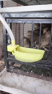 Quail / Batair Breeder cage system | Better Life Engineering Services