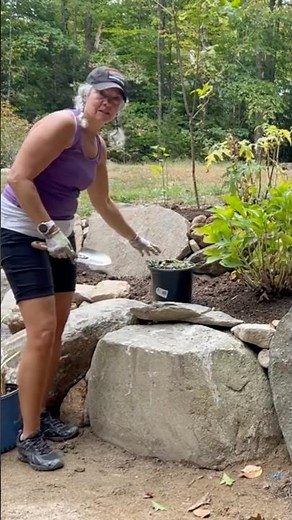 Planting Ajuga, One of my Favorite Ground Covers #landscaping #gardening
