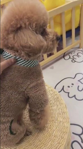 Meet the Toy Poodle – The Smart and Stylish Little Companion! #toypoodle #cutedogvideo