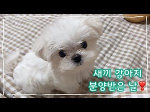 새로운 가족이 생겼어요❤ 새끼 말티즈 입양 | 강아지 유튜버🐶