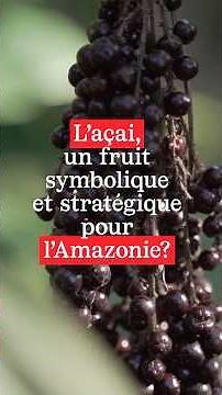 Pourquoi l'Açaï peut sauver l'Amazonie ?