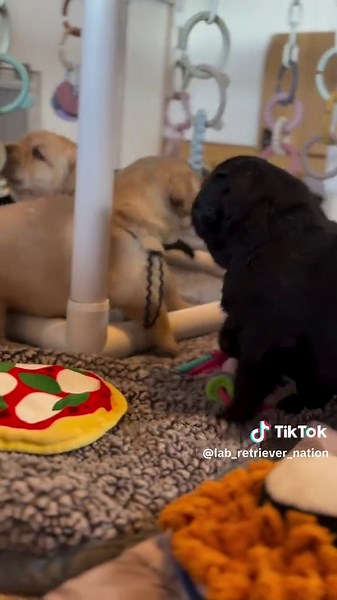 Labrador Retrievers: Playful Moments Captured