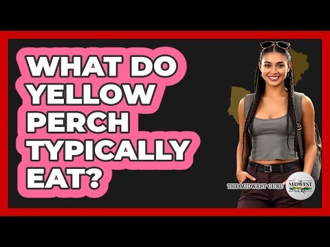 What Do Yellow Perch Typically Eat?