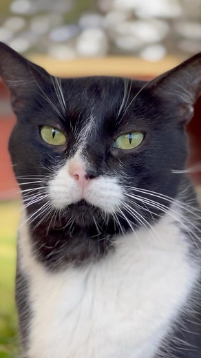 8.7K views · 194 reactions | Have you tried giving your cat these...