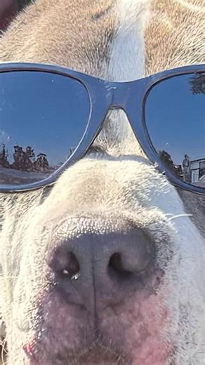 Meet Disco 😎, today's Extended Resident. She's a 1.5-year-old Pit Bull mix who weighs about 60 pounds. This energetic lady loves to play with her toys and is always ready to go on a walk to explore outside. Once she knows you, she's quick to show off her snuggly, affectionate side. Staff loves her playful nature, gorgeous coloring, and adventurous spirit. Does Disco looks like the perfect pup for you? 📍 Meet her at 752 West Portage Trail, Akron, OH 44313 📞 Call us at 330-487-0333 ext. 803 to 