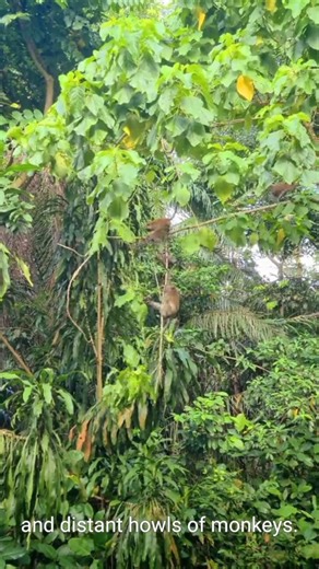 The Amazon Forest