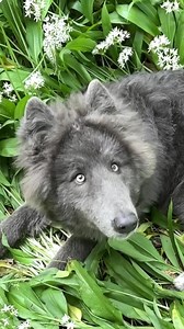 128K views · 9.3K reactions | Wolves asleep amidst the trees. Bats...