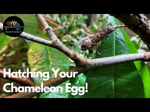 Hatching Your First Chameleon Egg!